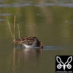 今見られるジシギは全てタシギです。
