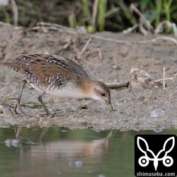 泥を突きながら採餌。何を食っているのでしょうか?