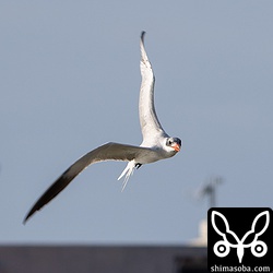 河口に現れたオニアジサシ。