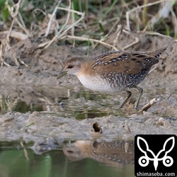 いつもは警戒心が強く見づらいですが、この個体は、警戒心はあまりない模様。