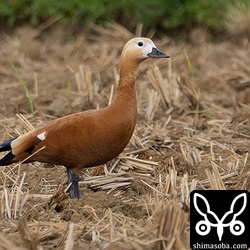 カンムリワシが上空を飛ぶと少し警戒。
