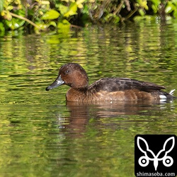 メジロガモは長逗留中。