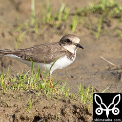 コチドリの第1回冬羽。