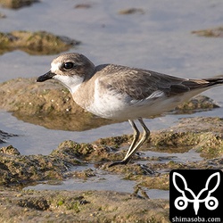 こちらは普通に冬羽のメダイチドリ。