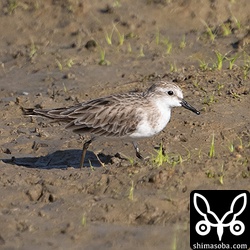 トウネンの冬羽も滞在。