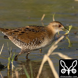ヒメクイナがくわえているのはアカムシ。