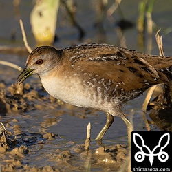 一番近いときは10メートルぐらいでしょうか。