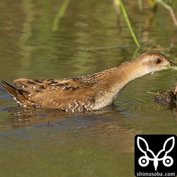 深い水場は泳いでいるようでした。