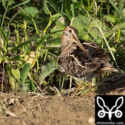 ジシギはタシギばかりになり、つまらないです。^^;