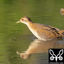 泳ぎながら浅瀬に到着したヒメクイナ。