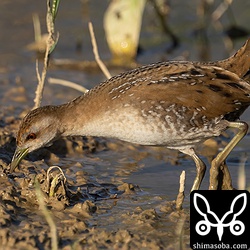 歩きながら餌探しのヒメクイナ。