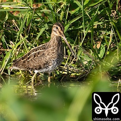 タシギ第1回冬羽。