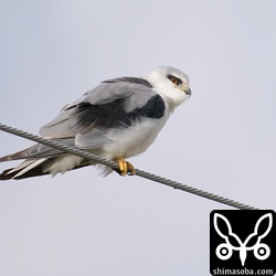 カタグロトビおそらく2年目。