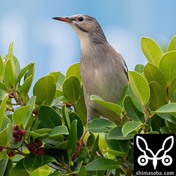 今年は少ないギンムクドリ。例年なら一番個体数が多いのですが、どうしちゃったのでしょう。