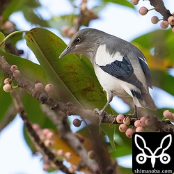 こちらもオス。メスもいましたが、開けたところには出てきませんでした。