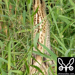 こちらを警戒するサンカノゴイ。