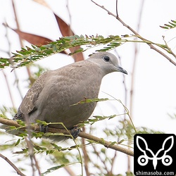ベニバトのメス幼鳥。