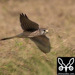 チョウゲンボウ幼鳥。