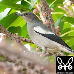 カラムクドリのオス。