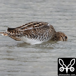 タシギ第1回冬羽。