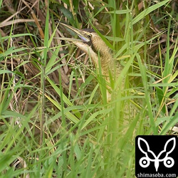 見つけたときはこんな感じ。