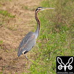 ムラサキサギの成鳥。おそらくメス。