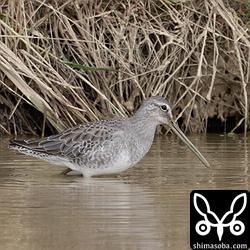滞在2カ月となったオオハシシギ。すっかり冬羽に衣替え。