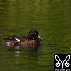 第1回生殖羽に変わるともっと褐色が強くなるのでしょうか。