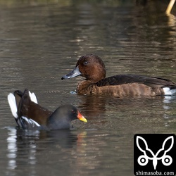 メジロガモのメス幼鳥。