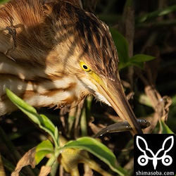 小さな魚を捕まえたヨシゴイ。