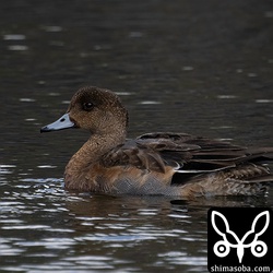 ヒドリガモのオス。生殖羽へ換羽中。