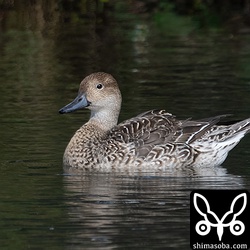オナガガモのメス。