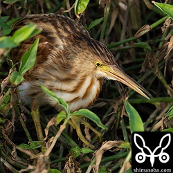 草むらに身を潜めるヨシゴイ幼鳥。