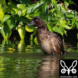 羽ばたくかと思いきや体を震わせるだけでした。