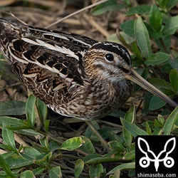 タシギ第1回冬羽。