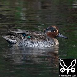 生殖羽に変わりつつあるコガモのオス。