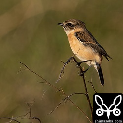 越冬モードのノビタキ。