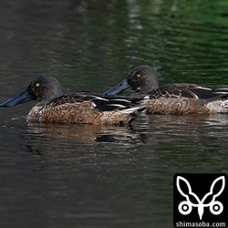 ハシビロガモのオス。