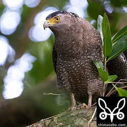 右足にネズミをつかむカンムリワシ。