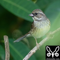 上と同個体。チョウゲンボウの出現に警戒しています。