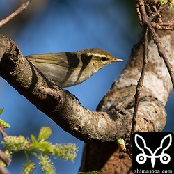 コムシクイはメジロなどの群れと行動していました。