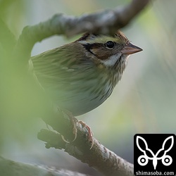 別個体のキマユホオジロ。こちらもオス。
