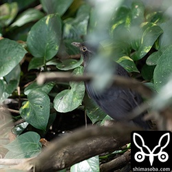 クロウタドリは一瞬で茂みに入ってしまった。^^; ボケボケの写真だけど、思いもよらない所にいたので記録。今季のクロウタドリは、あちこちでだらだらと出現します。