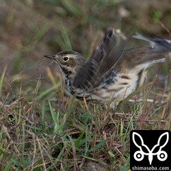 ムネアカタヒバリが減りタヒバリが増えています。