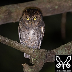 久しぶりの夜探でリュウキュウコノハズク。