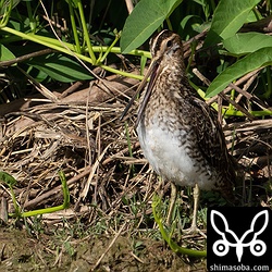 タシギは結構な数が越冬中。