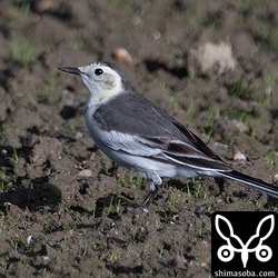 ホオジロハクセキレイ第1回冬羽。