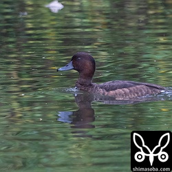 別の日のメジロガモ。