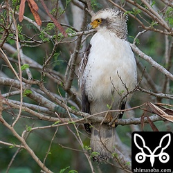 警戒心はありませんが、長時間の観察は採餌に悪影響を及ぼす恐れがありますので自粛です。