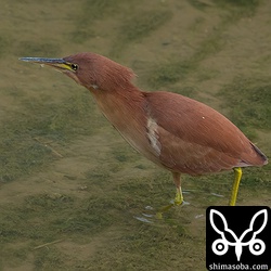 上と同個体。水路を移動しながら餌探し。